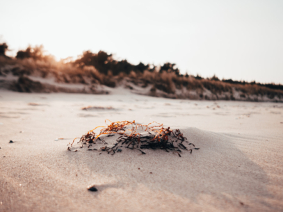 Ostseeküste Schleswig-Holstein: Stranddetails, ideal für Ferienhaus-Urlaub und Erholung am Meer.